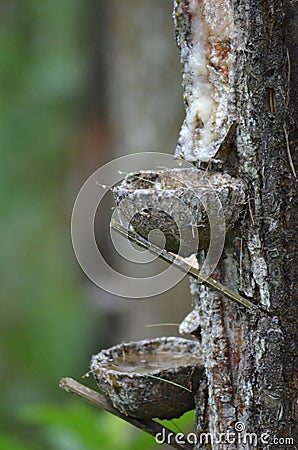 The Traditional Pine Tree Sap Collection Process. Stock Photo