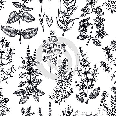 Traditional Provence herbs background. Savory, marjoram, rosemary, thyme, oregano, lavender seamless pattern. Hand-sketched Vector Illustration