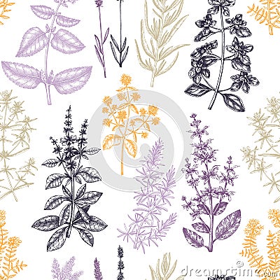 Traditional Provence herbs background. Savory, marjoram, rosemary, thyme, oregano, lavender seamless pattern. Hand-sketched Vector Illustration