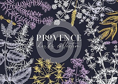 Traditional Provence herbs banner design. Vector frame with savory, marjoram, rosemary, thyme, oregano, lavender illustrations. Vector Illustration