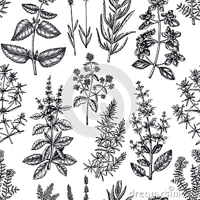 Traditional Provence herbs seamless pattern. Vector savory, marjoram, rosemary, thyme, oregano, lavender backdrop. Hand-sketched Vector Illustration