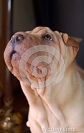 Traditional puppy shar pei portrait Stock Photo