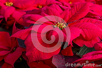 Traditional red poinsettias Christmas flowering plant Stock Photo