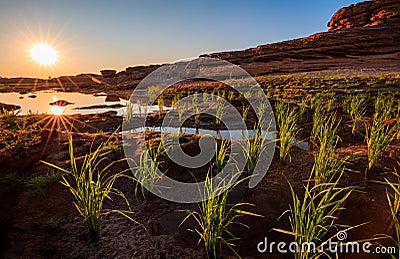 .Traditional rice field at Sam Pan Bok Grand Canyon, Ubon Ratchathani, Thailand Stock Photo