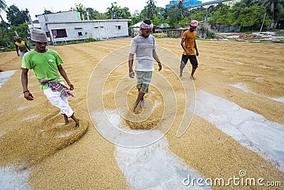 Traditional Rice Mill Worker turn over paddy for drying Editorial Stock Photo