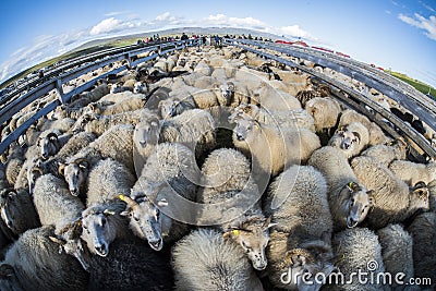 Traditional sheep gathering in Iceland Stock Photo