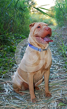 Traditional Sitting sharpei Stock Photo