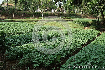 Traditional Spinach Garden Farm in the Javenese Village_2 Stock Photo