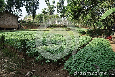 Traditional Spinach Garden Farm in the Javenese Village_1 Stock Photo