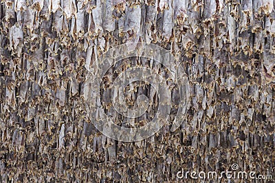 Traditional stockfish hanging in vertical pattern on drying rack Stock Photo