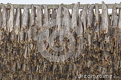 Traditional stockfish hanging in vertical pattern on drying rack Stock Photo