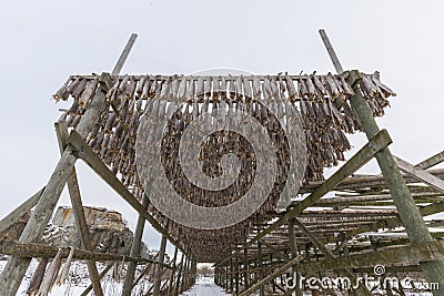 Traditional stockfish hanging in vertical pattern on drying rack Stock Photo