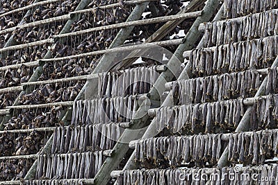 Traditional stockfish hanging in vertical pattern on drying rack Stock Photo