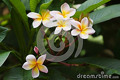 Traditional Thai flower - plumeria Stock Photo