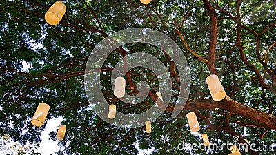 Traditional Thai Lanterns Hanging on Tree Branches Stock Photo