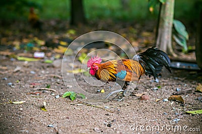 Traditional Thailand rooster on field in morning Stock Photo