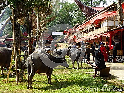 Traditional Toraja funeral ceremony, Rantepao, Celebes, Indonesia Editorial Stock Photo