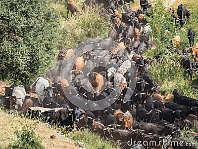 Traditional transhumance of a herd of cows in Spain Stock Photo