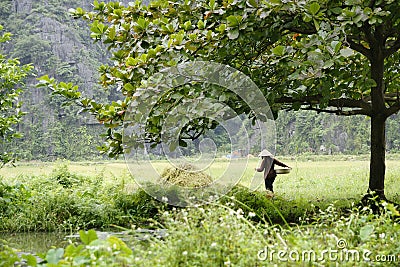 Traditional Vietnamese farmers cultivating rice in Asian fields Editorial Stock Photo