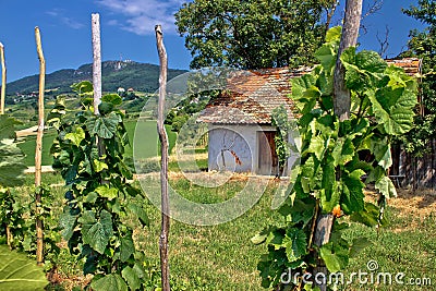 Traditional vineyard and cottage in Kalnik Stock Photo