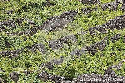 Traditional vineyard plantation in Pico island. Azores. Portugal Stock Photo