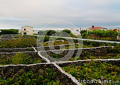 Traditional vineyard at Terceira island, Azores, Portugal Stock Photo