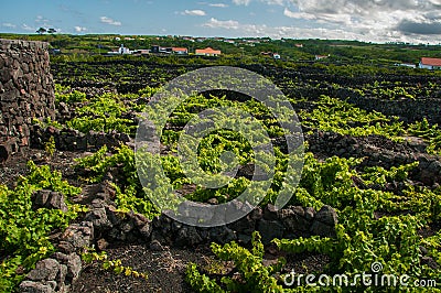 Traditional vineyards in Pico Island, Azores. The vineyards are among stone walls, called the `vineyard corrals` Stock Photo
