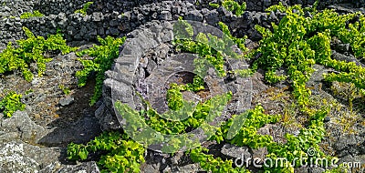 Traditional vineyards in Pico Island, Azores. The vineyards are among stone walls, called the `vineyard corrals` Stock Photo