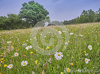 a field full of wild flowers in summer Stock Photo