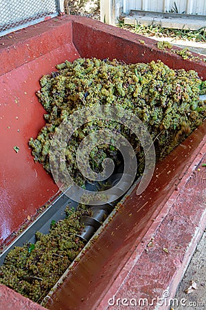 Traditional winemaking in France, new harvest of white grape muscat is ready for first pressing Stock Photo