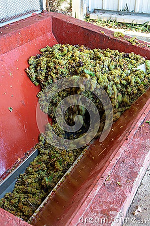 Traditional winemaking in France, new harvest of white grape muscat is ready for first pressing Stock Photo