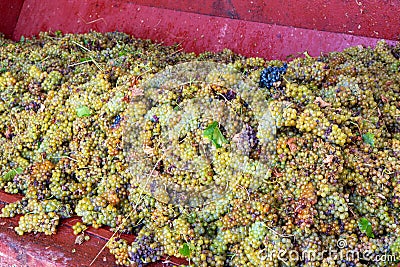 Traditional winemaking in France, new harvest of white grape muscat is ready for first pressing Stock Photo