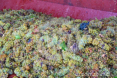 Traditional winemaking in France, new harvest of white grape muscat is ready for first pressing Stock Photo