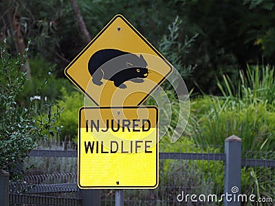 Traffic Sign Vombatus ursinus - Common Wombat in the Tasmanian scenery Stock Photo