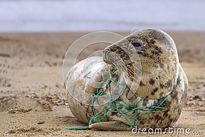 Tragic Seal Caught in Net Stock Photo