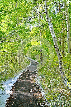 Trail through the Aspens Stock Photo