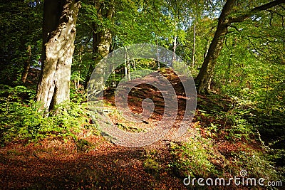Trail among the beech trees. Stock Photo
