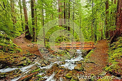The trail and bridge to Sol Duc Falls, Olympic National Park, Wa Stock Photo