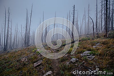 Trail between burnt trees, disapearing in the fog, during dark day Stock Photo