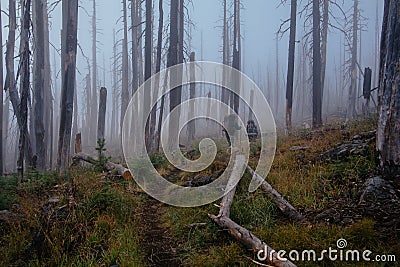 Trail between burnt trees, disapearing in the fog, during dark day Stock Photo