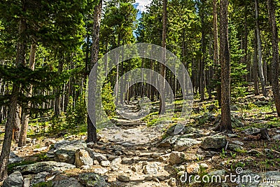 Trail in a Colorado Forest Stock Photo