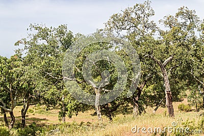 Trail in Cork tree forest Santiago do Cacem Stock Photo