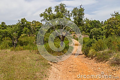 Trail in Cork tree forest Santiago do Cacem Stock Photo