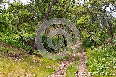 Trail in Cork tree forest in Santiago do Cacem Stock Photo