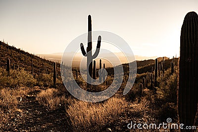 Trail Cuts Through Silhouetted Saguaro Cactus Against A Blown Out Sky Stock Photo
