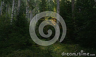 Trail in dark pine tree forest. Sunset light shines on one tree. Stock Photo