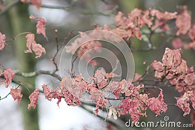 Pink old leaves in the tree Stock Photo