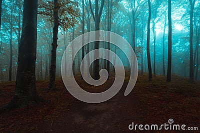 Creepy dark foggy forest during an autumn morning Stock Photo