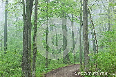 Trail Through Foggy Spring Forest Stock Photo