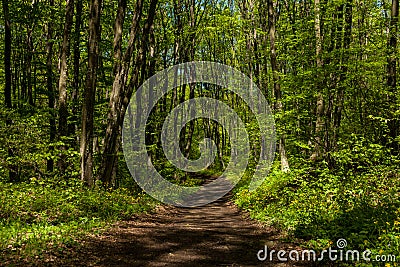 Trail in the forest Stock Photo